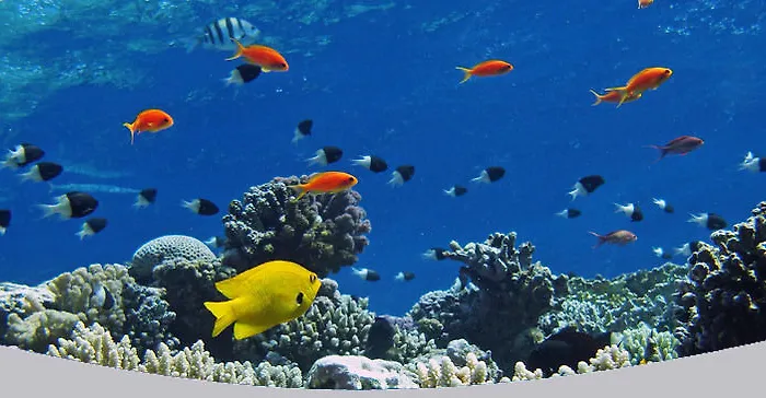 Bed & Breakfast Divers 3*